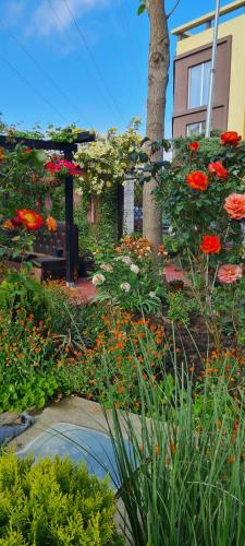 a garden with red flowers in front of a building at Vila Davi in Costinesti