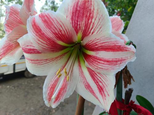a pink and white flower on a plant at International Youth Hostel and Homestay Kurseong Bazar in Kurseong
