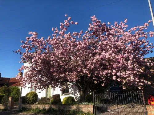 Cherry Tree photo 1