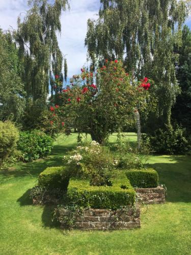 Cherry Tree photo 7