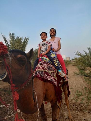 Động vật gần/tại nhà khách