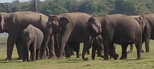 ホームステイの敷地内または近くにいる動物