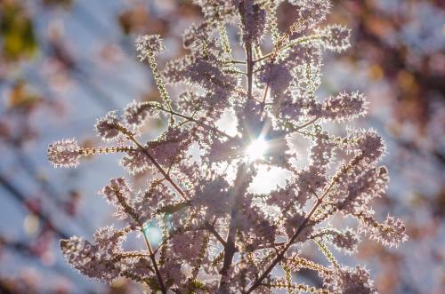 a close up of a plant with the sun in the background at Chalé Flores e Amores in Visconde De Maua