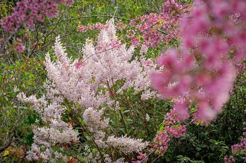 a bunch of pink and white flowers in a field at Chalé Flores e Amores in Visconde De Maua