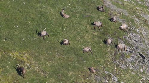 a herd of animals grazing in a field of grass at Haus Timmler in Sankt Anton am Arlberg