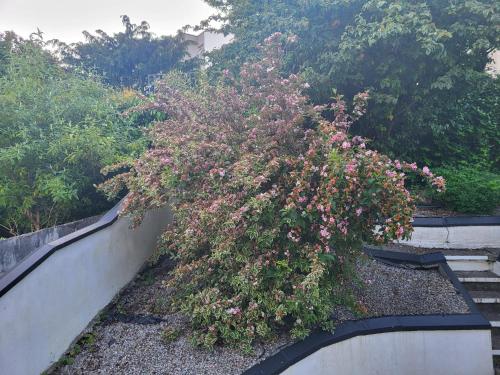 a plant with pink flowers growing over a wall at The Light House in Galway