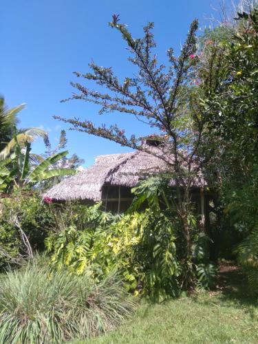 una casa con tetto di paglia in un giardino di Cloud forest SAN CARLOS a La Merced