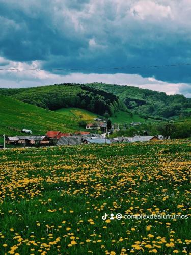 a field of yellow flowers in a field of grass at Complex Dealu' Frumos in Întorsura Buzăului