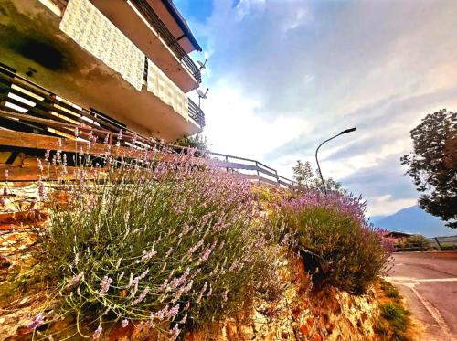 a bunch of plants on the side of a street at CHALET LAVANDA San Giacomo di roburent in San Giacomo