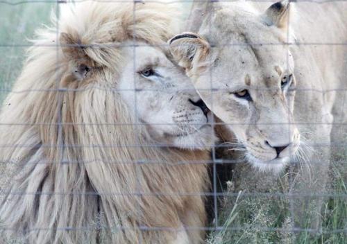 two lions standing next to a wire fence at Bradbury Game Lodge and Function Venue in Polokwane
