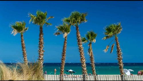 a group of palm trees on the beach at Bel appartement 200m de la plage in Saint-Cyprien