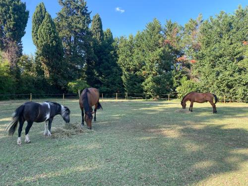 three horses are eating hay in a field at Le Mas d’Aloha in Plan-dʼOrgon