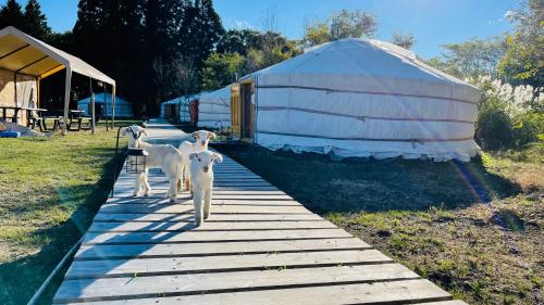 two goats walking down a wooden walkway next to a yurt at miniモンゴルキャンプ場 in Gujo