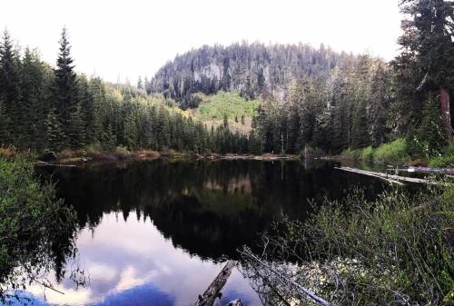 a view of a lake in the middle of a forest at Mountain View Cabin, Hot Tub at Mt Rainier in Packwood