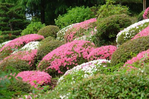 a garden of pink and white flowers and bushes at Kounkaku in Nihommatsu