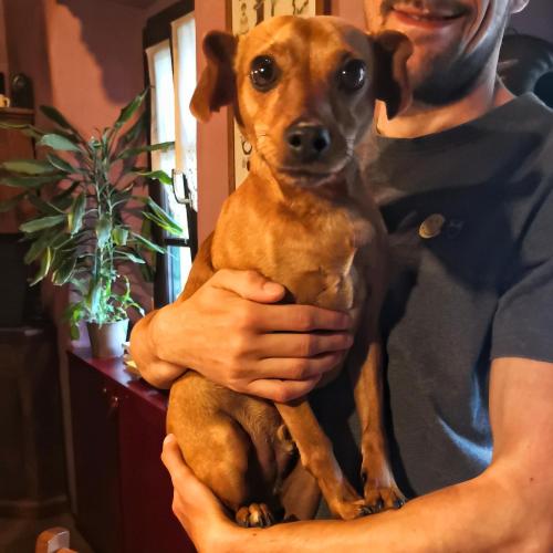a man holding a brown dog in his hands at B&B Dove Comincia la Bella Italia in Beura