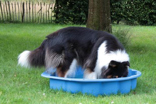 a black and white dog standing in a blue tub at Ediths Haus in Rhauderfehn
