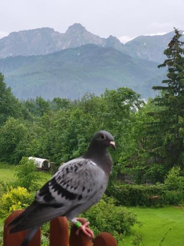 un pájaro sentado sobre una persona mirando las montañas en Topór Apartament widokowy z placem zabaw en Kościelisko