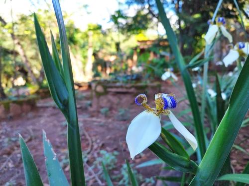 a white and blue flower in a garden at Pousada Luar do Sertão in Lençóis