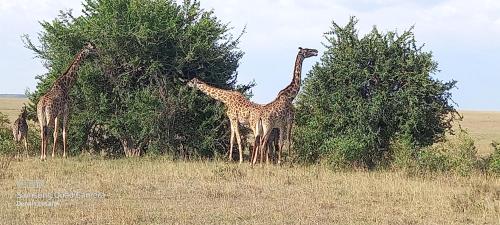 a group of giraffes eating from trees in a field at Orboma Masai homestay in Sekenani