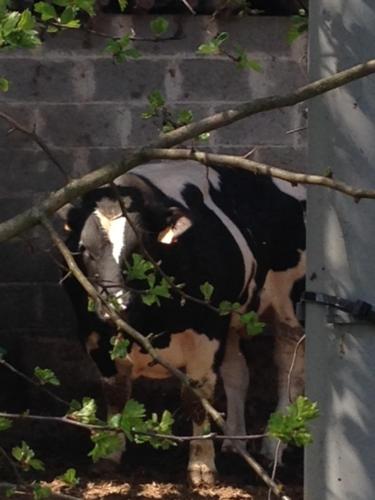 a black and white cow standing next to a wall at B&B Le Notaire in Bomal