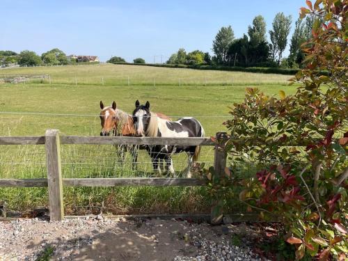 الحيوانات في بيت العطلات أو بالجوار