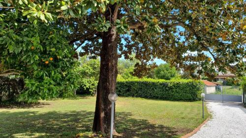 Κήπος έξω από το La Magnolia
