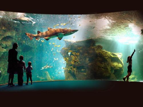 a group of people looking at a man swimming in an aquarium at Villa in France with Private Pool in Vasles