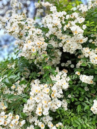 a bunch of white flowers on a bush at Chez Queen B&B - Lake Como in Lurate Caccivio