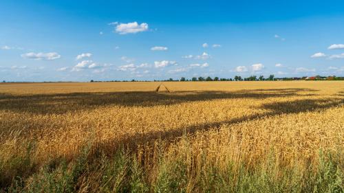 a field of tall brown grass with a blue sky at Work & Travel _ EcoStay _ Środa Wielkopolska in Środa Wielkopolska
