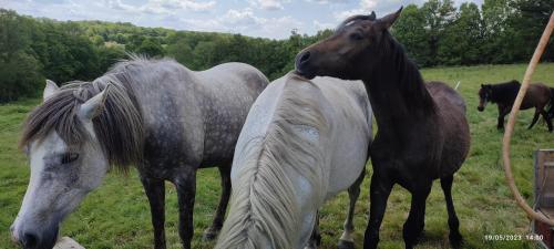 dwa konie stojące obok siebie na polu w obiekcie La vergne w mieście Mézières-sur-Issoire