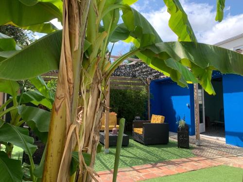 a large leafy tree in a yard with a couch at Maison d'Hôtes " L'INSTANT D'AILLEURS" in Albi