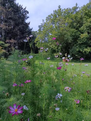 a field of flowers in a field with trees at Chez Queen B&B - Lake Como in Lurate Caccivio