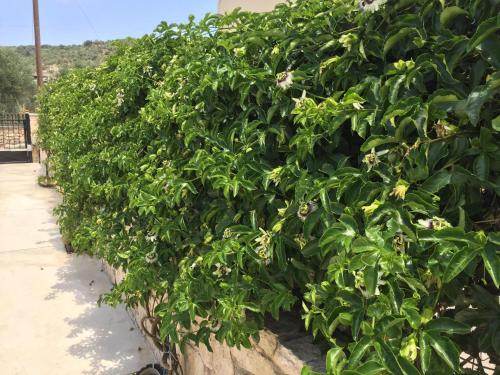 a large hedge of green plants on a sidewalk at BIO Garden Stonehouse in Gonia