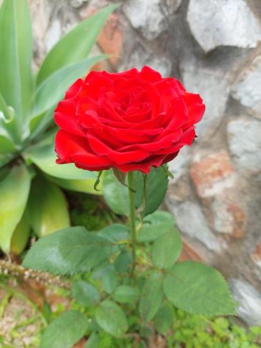a red rose is growing in front of a wall at Chalé tribal in Alto Paraíso de Goiás