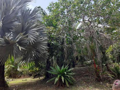a forest with palm trees and plants at Éden in Combo