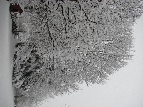 a drawing of a tree with snow on it at Albergo La Genzianella in Miasino