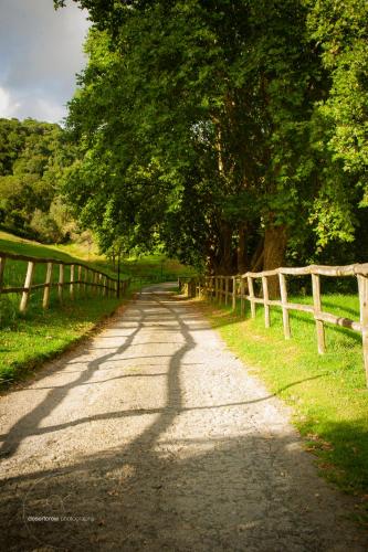 a tree lined road next to a fence at Newstead Farm - Country Cottages in Curryʼs Post
