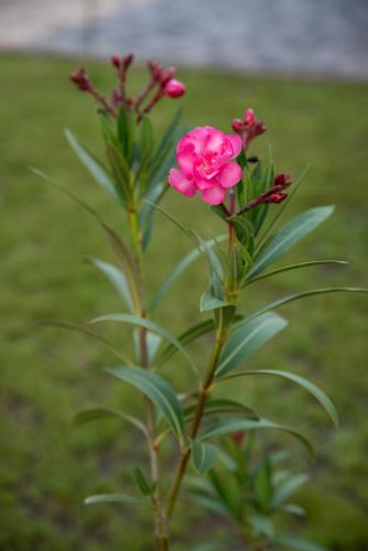a pink flower on a plant in the grass at Benige vendégház in Demjén