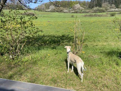 Huéspedes con una o varias mascotas en Rauszeit-Tiny Waldblick