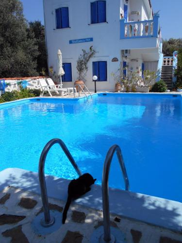 a black cat standing in front of a swimming pool at Holiday apartment with sea view and mountains view in Marathokampos