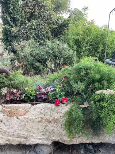 Κήπος έξω από το Gîte Mas provençal