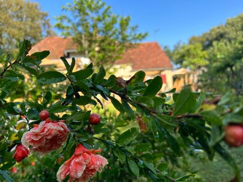 a tree with red flowers in front of a house at Le Domaine de la Claire Fontaine Gîtes -chambres d'hôtes in Montvalent