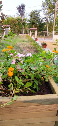 a garden with flowers in a wooden box at Villa Marika in Dragonetti