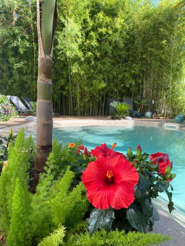 塔布的住宿－Appt Ambiance Chalet 2ch Piscine lagon，花园中的一个红花,旁边是游泳池