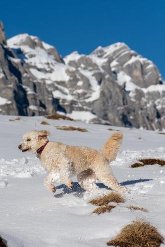 a dog running through the snow in the mountains at Doodle's Amazing Chalet -Walensee - Flumserberg - Churfirsten - Heidiland - Pool - Sauna in Mols