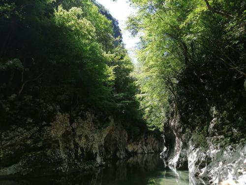 a river in a forest with trees and water at Tre metr sopra il cielo '' GiraSoli'' in Felitto