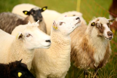 een groep schapen in een veld bij Vinkelgaard in Ringsted