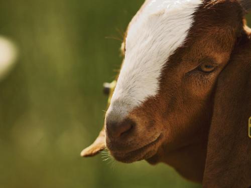 a brown and white goat standing in a field at Vinkelgaard in Ringsted
