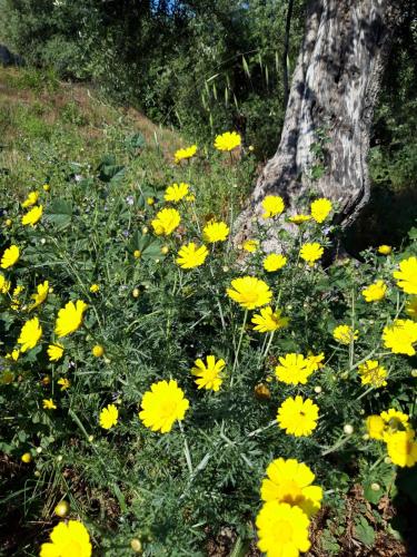 a field of yellow flowers in front of a tree at Mani Hill House in Gythio